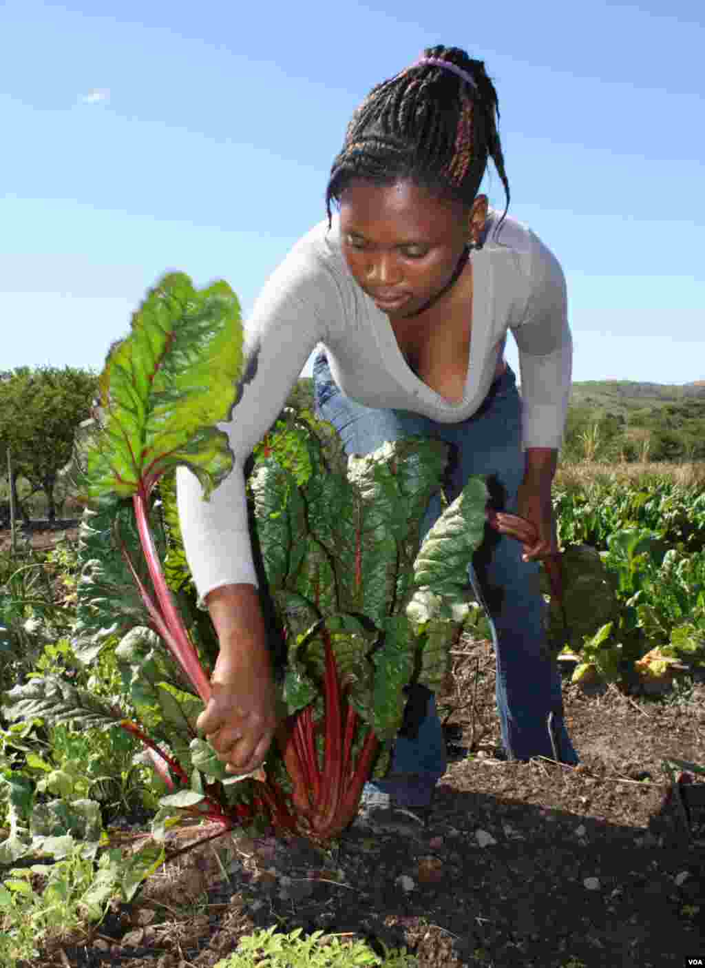 One of the home&rsquo;s caregivers helps patients to harvest vegetables for the day&rsquo;s meals (VOA/Taylor) 