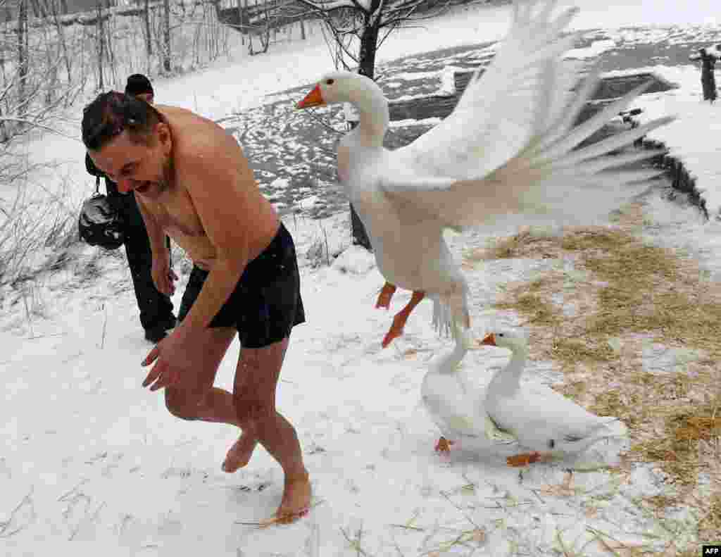 A goose attacks an Orthodox believer as he leaves the icy waters of a pond during the celebration of the Orthodox Epiphany holiday in Kyiv, Ukraine.