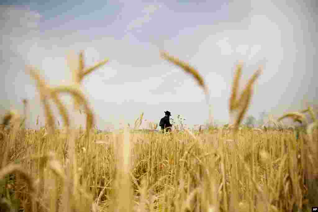 An Ultra Orthodox Jewish man harvests wheat ahead of the holiday of Shavuot, in a field outside the Israeli community of Mevo Horon.