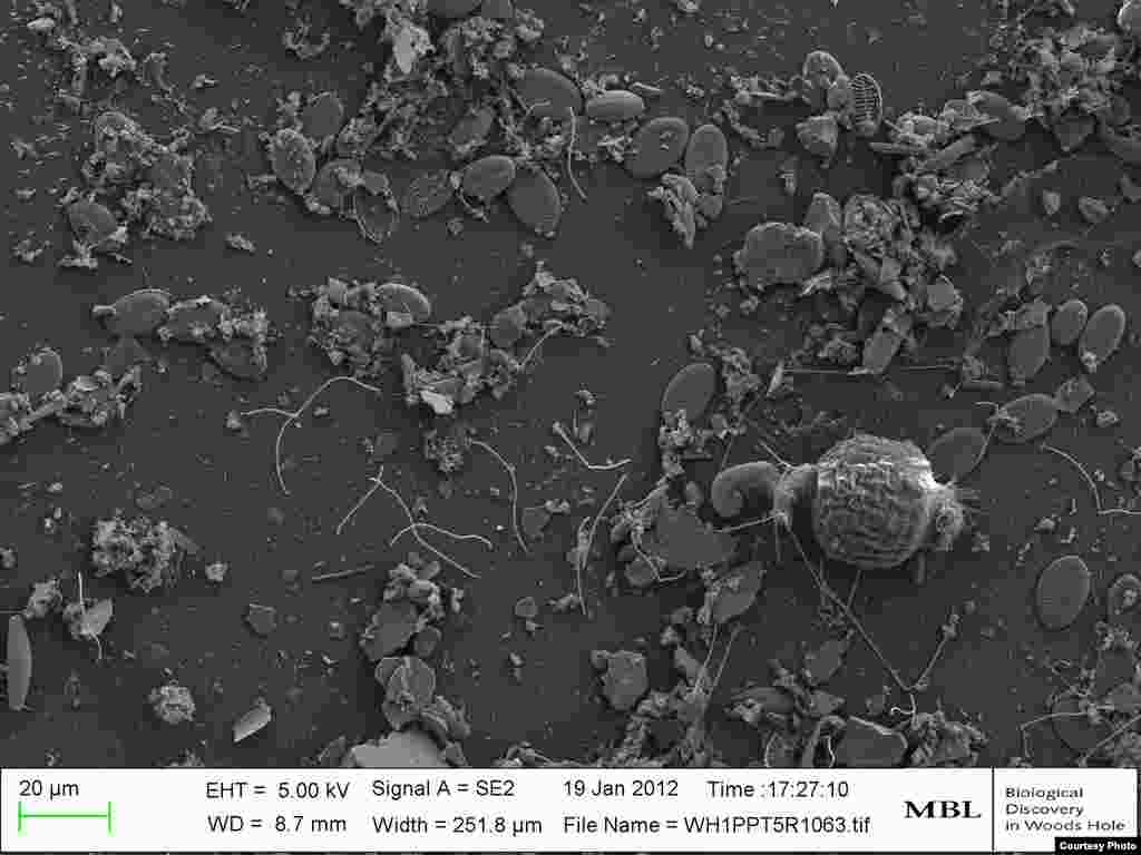 An experiment shows biofilm of micro-organisms that develop after only a couple of weeks in the open ocean. (Credit: Lily Patterson &amp; Helena Oldenbourg)