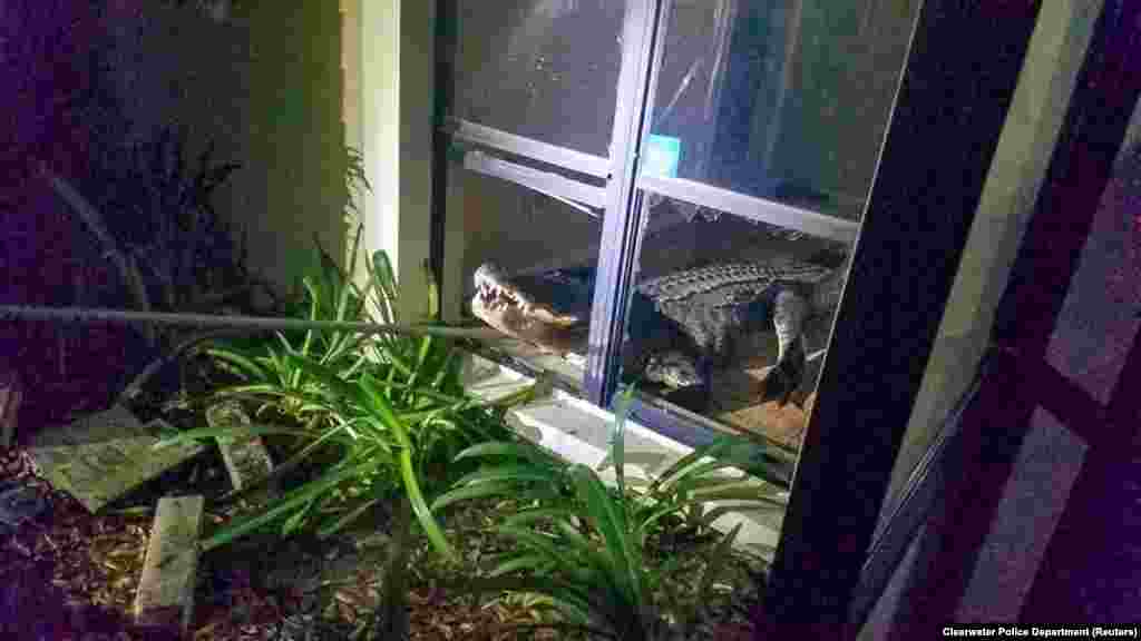 An alligator is pictured after it broke into a house in Clearwater, Florida, May 31, 2019, in this photo taken from social media.