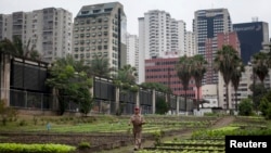 A farmer walks through an organic urban farm in Caracas, Venezuela. (Feb. 24, 2011)