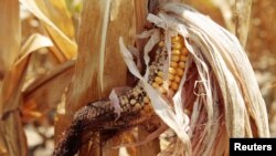 La siembra de maíz es una de las más afectadas por la falta de lluvia en la zona conocida como el Corredor Seco de Centroamérica. 