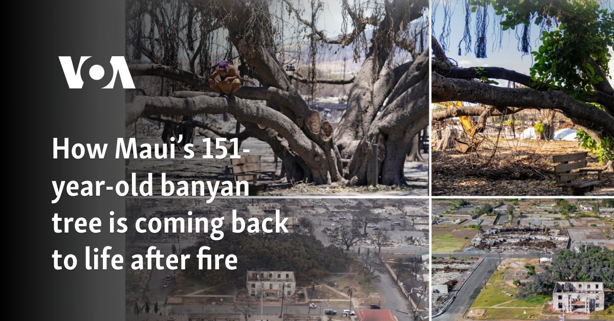 How Maui’s 151-year-old banyan tree comes back to life after fire