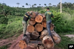 In this March 10, 2018 photo released by Ibama, the Brazilian Environmental and Renewable Natural Resources Institute, agents from Ibama measure illegally cut timber from Cachoeira Seca indigenous land in Para state in Brazil's Amazon basin.