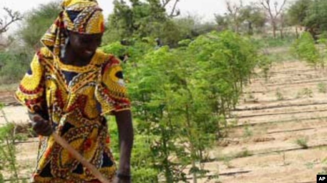 Report Domestic Violence Rate Alarming In West Africa