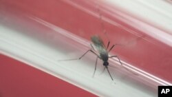 FILE - In this May 23, 2016, file photo, an Aedes aegypti mosquito sits inside a glass tube at the Fiocruz institute where they have been screening for mosquitos naturally infected with the Zika virus in Rio de Janeiro, Brazil. In Puerto Rico fear over Zika is stunting the growth of tourism, the only industry that was starting to flourish as the island teeters on financial collapse amid a decade-long economic crisis.