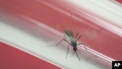 Nyamuk Aedes aegypti pembawa virus Zika (foto: ilustrasi). 