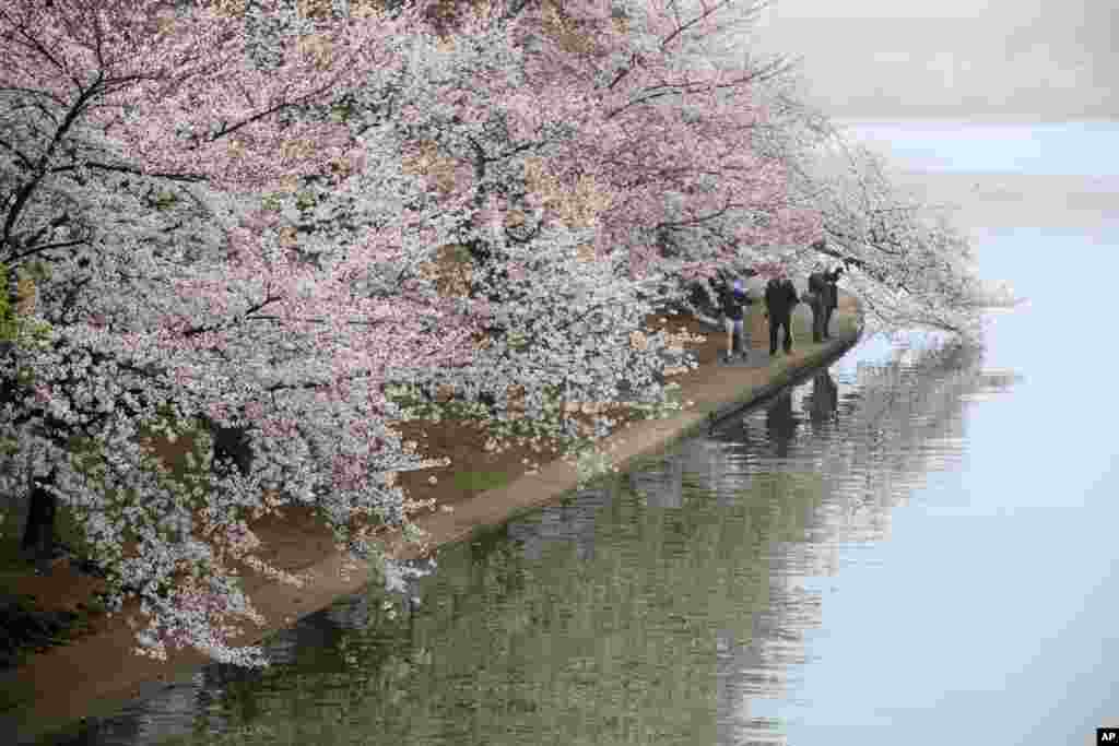 People walk along the Tidal Basin as fog mutes the color of cherry blossoms on Washington&#39;s famous cherry trees. This year&#39;s bloom was different from in the past because cold weather killed half of the blossoms on the Yoshino cherry trees just as they were reaching their peak.