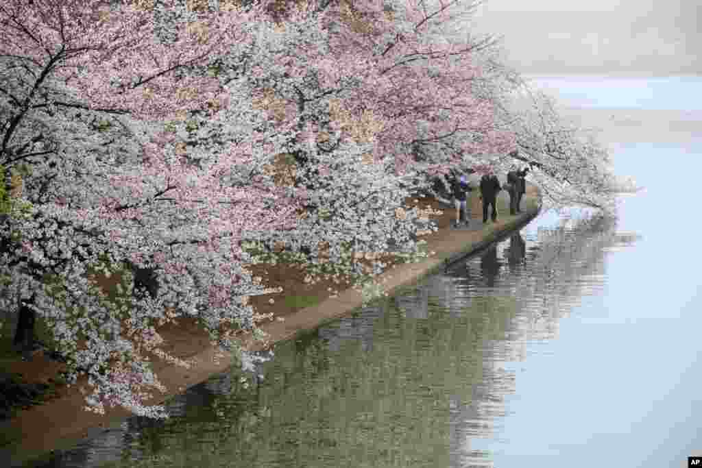 People walk along the Tidal Basin as fog mutes the color of cherry blossoms on Washington's famous cherry trees. This year's bloom was different from in the past because cold weather killed half of the blossoms on the Yoshino cherry trees just as they were reaching their peak.