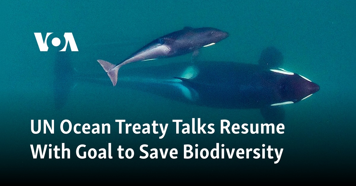 UN Ocean Treaty Talks Resume With Goal to Save Biodiversity