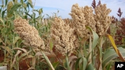 Sorghum is a drought-tolerant staple food used for porridge and baking bread. Increasing costs of imported barley have driven breweries to look to sorghum as an alternative for brewing beer.