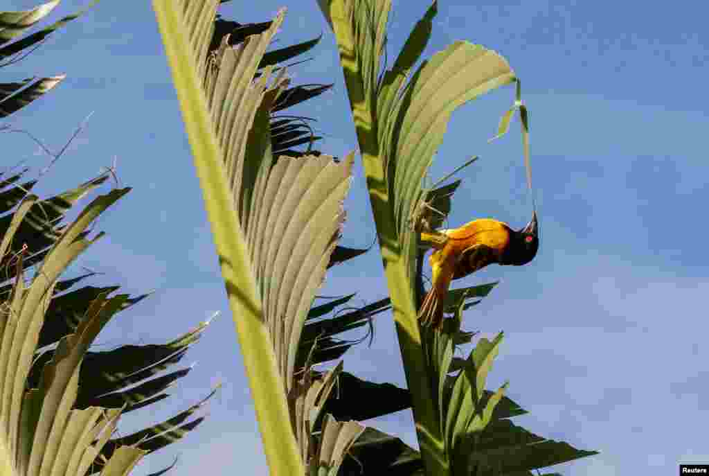 Seekor burung pengicau (weaver) ​kepala hitam menarik sehelai daun dari pohon pisang untuk membangun sarang di kota Thies, Senegal. (Foto: AP)