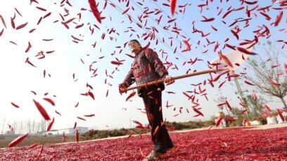 时事大家谈 习近平的 回归 农村政策能走多远