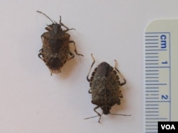 The brown marmorated stink bug is 1-2 centimeters in length (VOA/T. Banse)