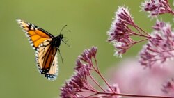 Una mariposa monarca fotografiada en Freeport, Maine, EEUU. (Foto AP/Robert F. Bukaty)