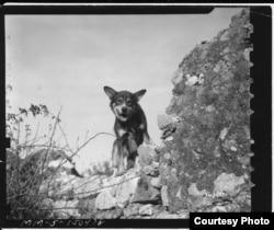 A U.S. Army dog, Chips, who saved the lives of his platoon during the Allied invasion of Sicily in 1943 was posthumously awarded the PDSA Dickin Medal on Jan. 15, 2018.