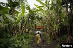 A Congolese woman carries her baby and personal belongings through a banana plantation near the town of Rangira, affected by recent fighting between government forces and rebels around North Kivu in eastern Democratic Republic of Congo