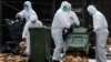 20.000 con gà bị tiêu hủy tại Hong Kong vì sợ cúm gà
