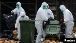 Para pekerja kesehatan memasukkan ayam-ayam mati ke dalam tong sampah di sebuah pasar di Hong Kong (28/1).