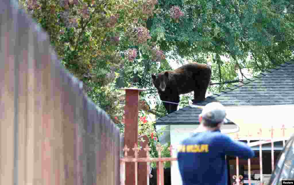 An officer from the California Department of Fish and Wildlife gets ready to tranquillize a bear in Pasadena, Aug. 20, 2021.