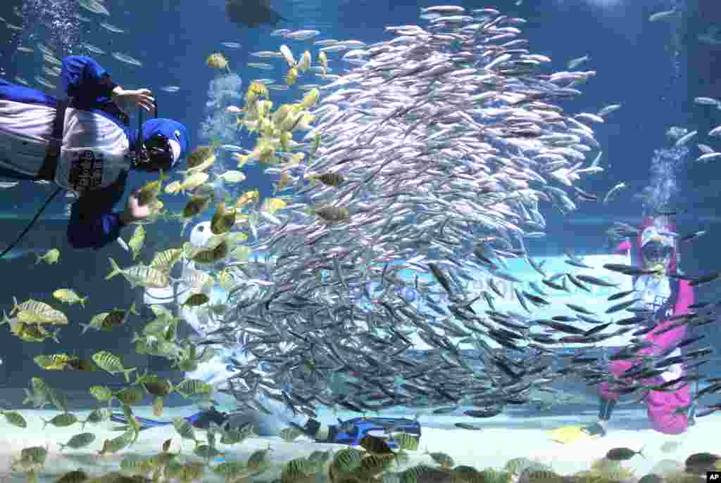 Các thợ lặn trong trang phục như các chú chim cánh cụt biểu diễn giữa đàn cá trong bể cá Coex Aquarium trong chương trình mừng Năm Mới và kỳ nghỉ mùa đông ở Seoul, Nam Triều Tiên 