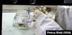 Proses inkubasi kombinasi dua jamur sebelum dipakai mendegradasi limbah plastik medis. (Foto:Petrus Riski/VOA)