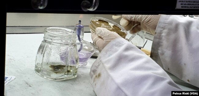 Proses inkubasi kombinasi dua jamur sebelum dipakai mendegradasi limbah plastik medis. (Foto:Petrus Riski/VOA)