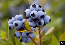 FILE - Wild blueberries await harvesting in Warren, Maine, July 27, 2012.