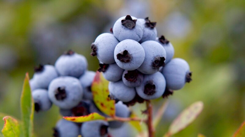 Climate Change Affects Maine’s Blueberry Crops