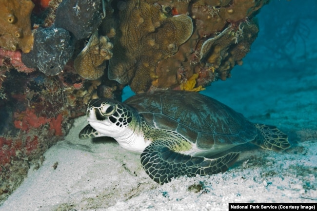 A sea turtle at Biscayne National Park