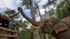 นักอนุรักษ์เตือน 'ช้างเมียนม่า' อาจสูญพันธุ์หากทางการไม่มีแผนปกป้อง