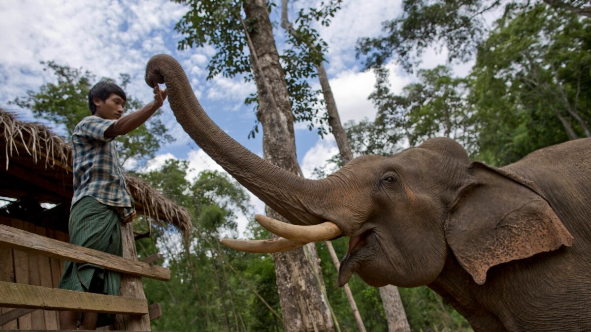 Myanmar, Conservationists Working Together to Save Elephants