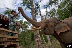 FILE - A mahout touches a tame elephant at a government-owned elephant facility in Kabyin Lwin, northern Sagaing division, Myanmar, June 27, 2016.