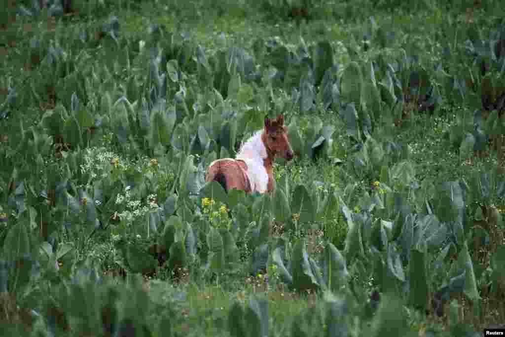 A young horse is seen on the mountainous Ushkonyr Plateau, outside Almaty, Kazakhstan June 2, 2019.