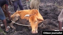 An estimated 7,000 cattle have succumbed to severe drought in the past four months.