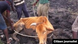 Thousands of cattle are being decimated by drought in most parts of Zimbabwe. (File Photo)