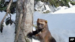 This remote camera photo of a wolverine was taken in the Okanogan National Forest in Winthrop, Washington.