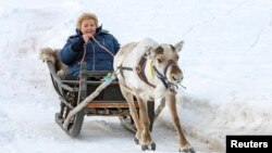 Thủ tướng Na Uy Erna Solberg điều khiển xe do tuần lộc kéo trong chuyến đi thăm Alta, Na Uy, ngày 30/4/2018. 