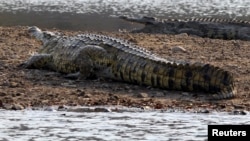 Un crocodile est vu au barrage de Cahora Bassa au Mozambique, le 22 septembre 2010.