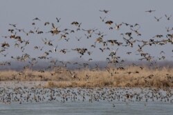 Burung-burung yang bermigrasi terbang di atas lahan basah di Hokersar, 16 kilometer (10 mil) utara Srinagar, Kashmir yang dikuasai India, Selasa, 16 Februari 2016. (AP)