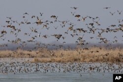 Burung-burung yang bermigrasi terbang di atas lahan basah di Hokersar, 16 kilometer (10 mil) utara Srinagar, Kashmir yang dikuasai India, Selasa, 16 Februari 2016. (AP)