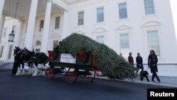 U.S. first lady Michelle Obama and her daughters Sasha and Malia welcome official White House Christmas tree, Washington, Nov. 29, 2013.
