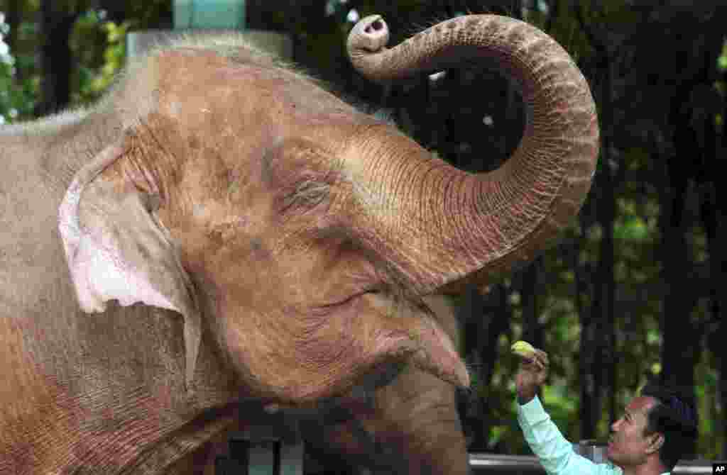 An elephant minder, or "mahout", feeds a white elephant in the compound of Upatasanti Pagoda in Naypyitaw, Myanmar.