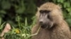 FILE - A baboon feeds on plants in Lake Manyara National Park on the outskirts of Arusha, northern Tanzania. 