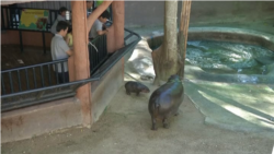 ထိုင်းတိရစ္ဆာန်ရုံမှာ မွေးကင်းစ ရေမြင်းပုလေးအတွက် နာမည်ရွေးပွဲလုပ်နေ