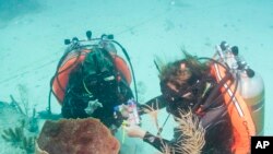 Dua peneliti AS melakukan penelitian kehidupan di dalam laut (foto: dok).