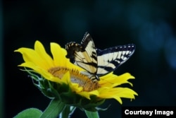 This Monarch butterfly flutters around a sunflower.