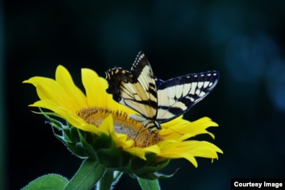 Butterfly Effect' and Chain Reactions Butterfly Effect' and Chain Reactions