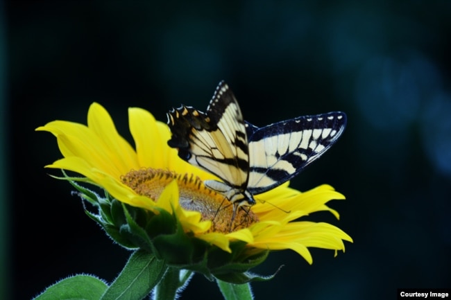 This Monarch butterfly flutters around a sunflower.